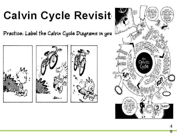 Calvin Cycle Revisited Practice: Label the Calvin Cycle Diagrams in your Workbook! 4 9