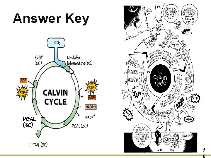 Answer Key PGAL (3 C) 5 0 