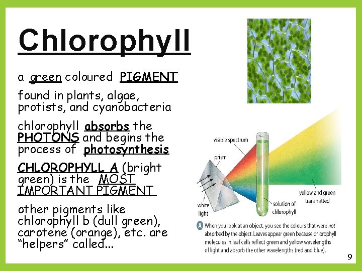 Chlorophyll a green coloured PIGMENT found in plants, algae, protists, and cyanobacteria chlorophyll absorbs