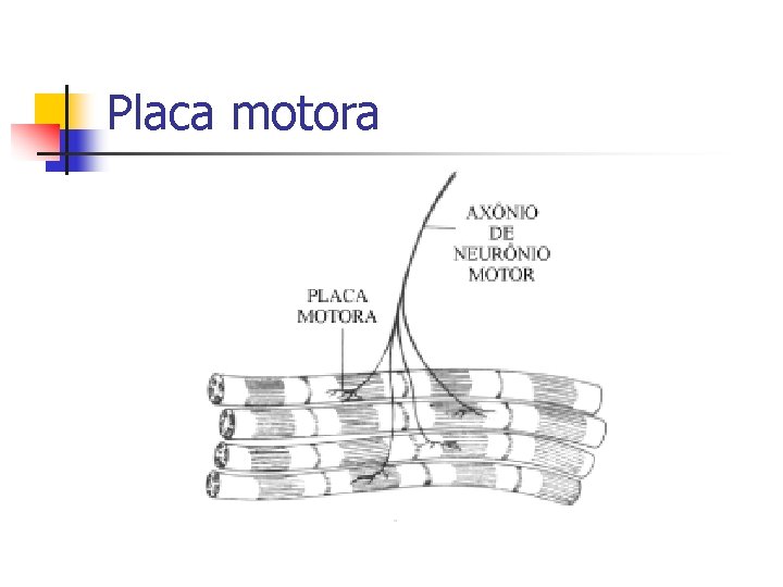 Placa motora 