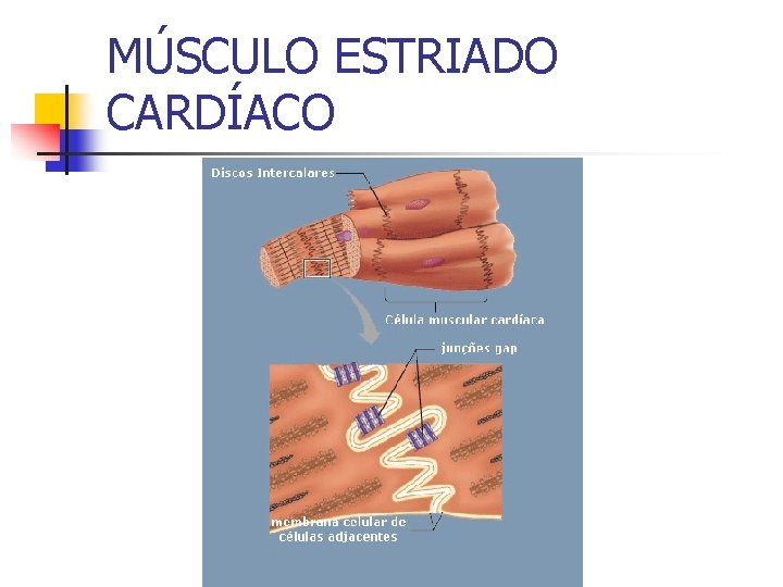 MÚSCULO ESTRIADO CARDÍACO 