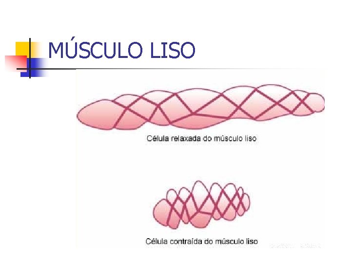 MÚSCULO LISO 