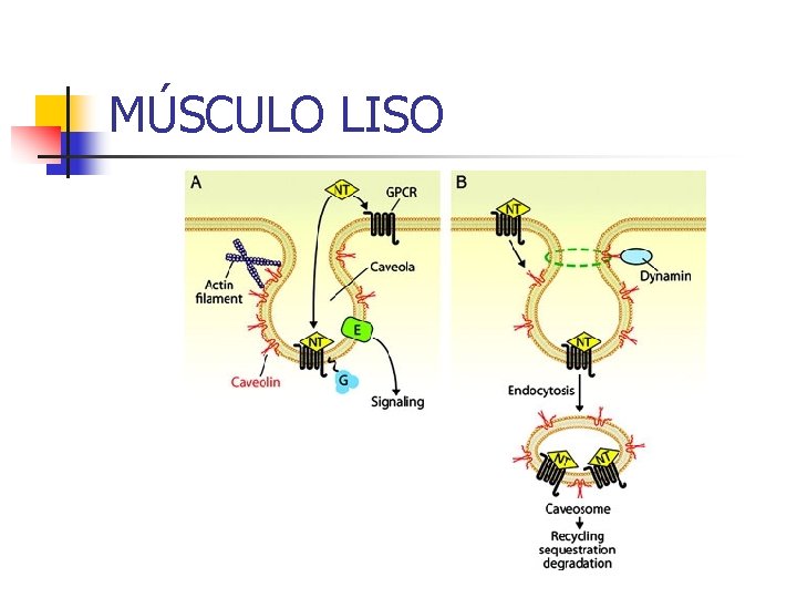 MÚSCULO LISO 