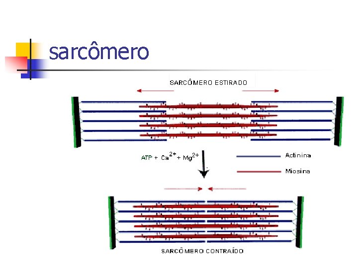 sarcômero 