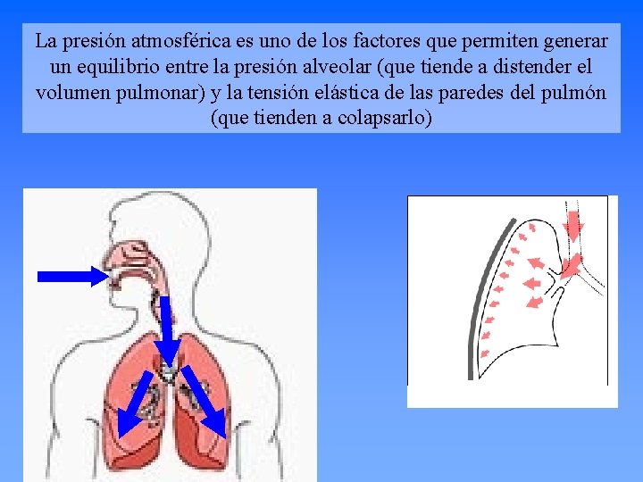La presión atmosférica es uno de los factores que permiten generar un equilibrio entre