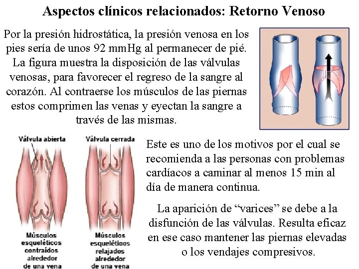 Aspectos clínicos relacionados: Retorno Venoso Por la presión hidrostática, la presión venosa en los