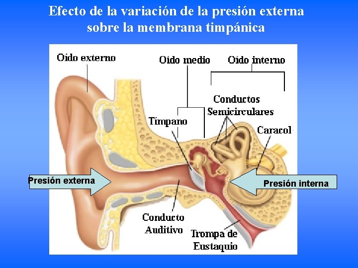 Efecto de la variación de la presión externa sobre la membrana timpánica Presión externa