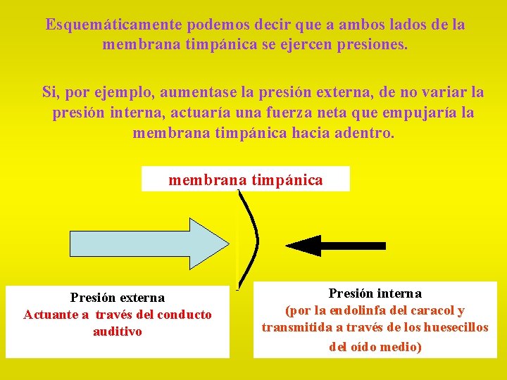 Esquemáticamente podemos decir que a ambos lados de la membrana timpánica se ejercen presiones.