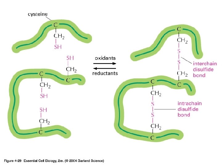 04_29_Disulfide bonds. jpg 04_29_Disulfide bonds. jpg