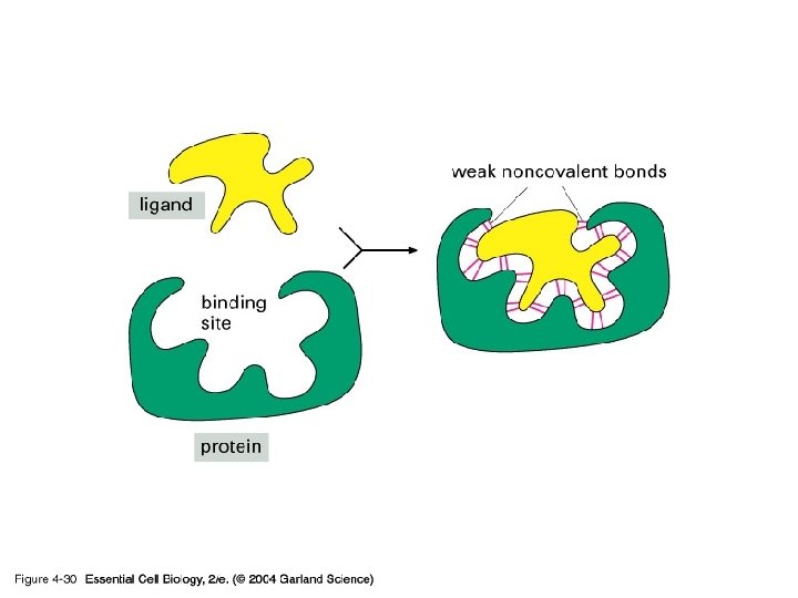 04_30_selective binding. jpg 04_30_selective binding. jpg