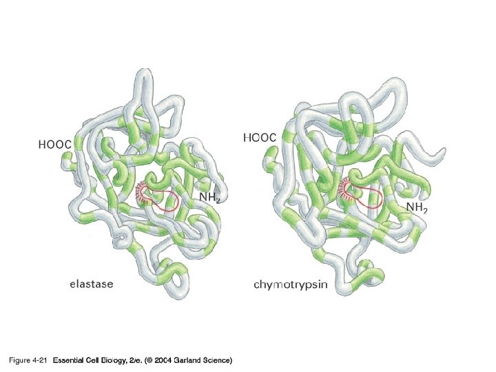 04_21_Serine proteases. jpg 04_21_Serine proteases. jpg