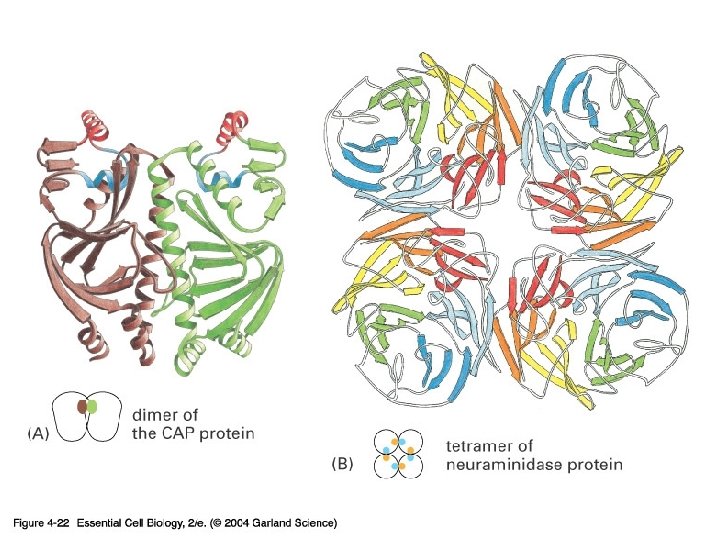 04_22_protein subunit. jpg 04_22_protein subunit. jpg