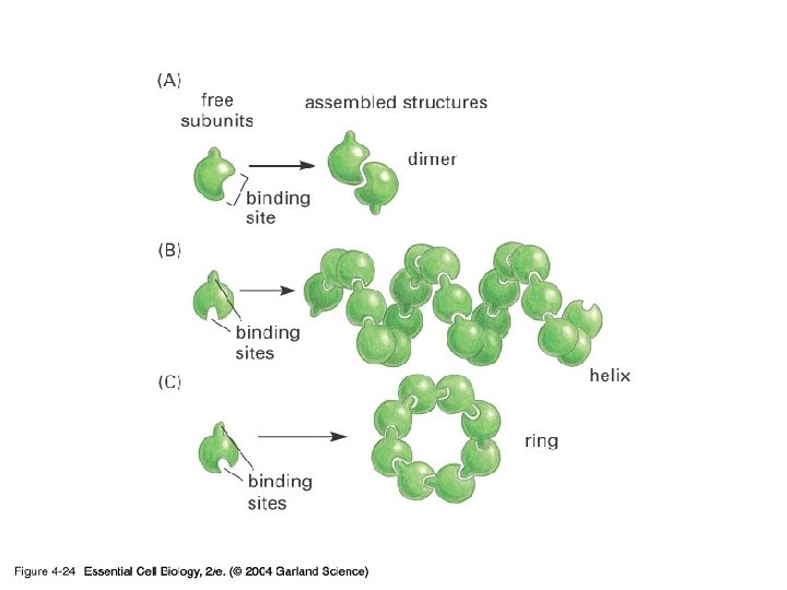 04_24_complexstructure. jpg 04_24_complexstructure. jpg