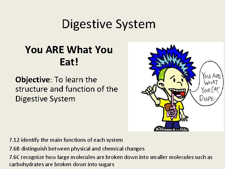 Digestive System You ARE What You Eat! Objective: To learn the structure and function