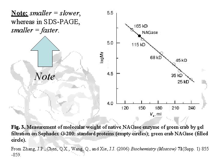 Note: smaller = slower, whereas in SDS-PAGE, smaller = faster. Note Fig. 3. Measurement