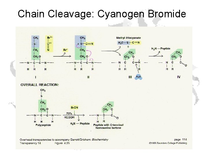 Chain Cleavage: Cyanogen Bromide 