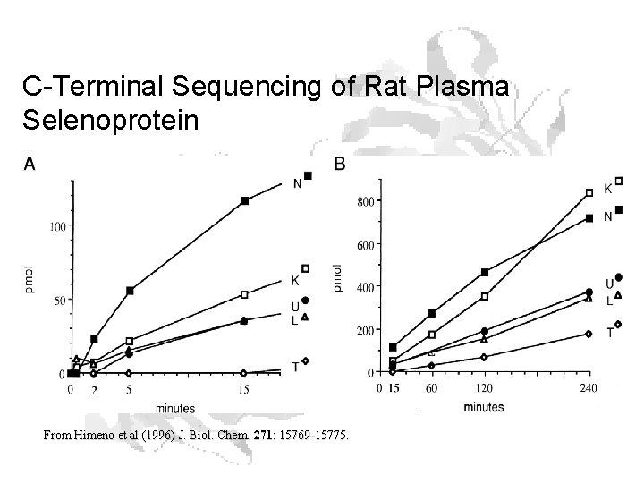 C-Terminal Sequencing of Rat Plasma Selenoprotein From Himeno et al (1996) J. Biol. Chem.