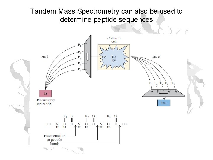 Tandem Mass Spectrometry can also be used to determine peptide sequences 