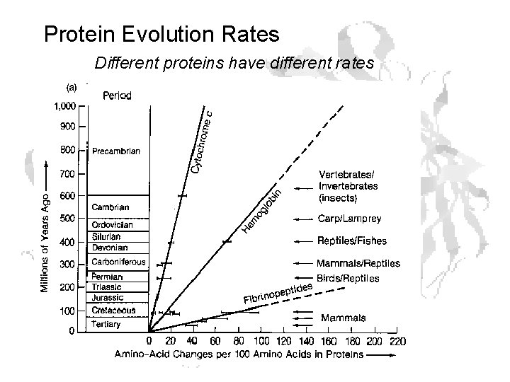 Protein Evolution Rates Different proteins have different rates 