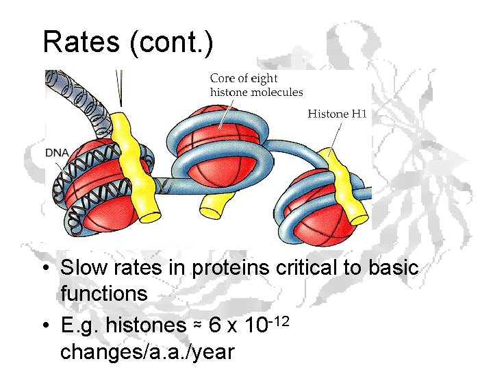 Rates (cont. ) • Slow rates in proteins critical to basic functions • E.