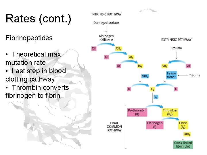 Rates (cont. ) Fibrinopeptides • Theoretical max mutation rate • Last step in blood