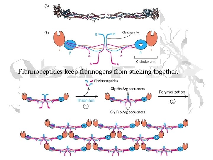 Fibrinopeptides keep fibrinogens from sticking together. 