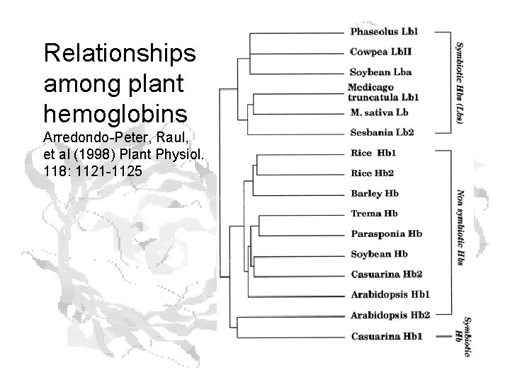 Relationships among plant hemoglobins Arredondo-Peter, Raul, et al (1998) Plant Physiol. 118: 1121 -1125