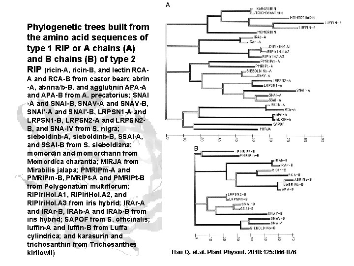 Phylogenetic trees built from the amino acid sequences of type 1 RIP or A