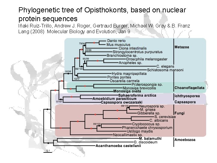 Phylogenetic tree of Opisthokonts, based on nuclear protein sequences Iñaki Ruiz-Trillo, Andrew J. Roger,