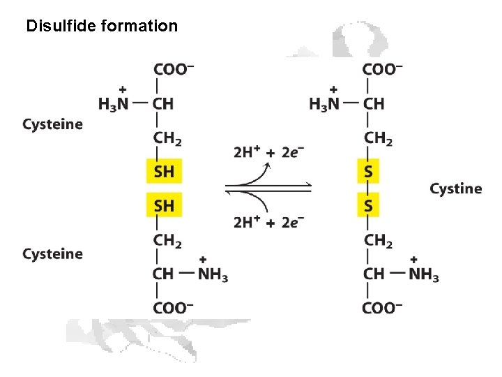 Disulfide formation 