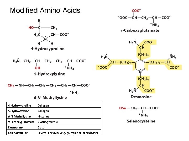 Modified Amino Acids 4 -Hydroxyproline Collagen 5 -Hydroxylysine Collagen 6 -N-Methyllysine Histones g-Carboxygultamate Clotting