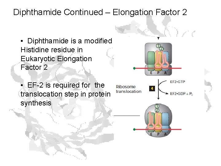 Diphthamide Continued – Elongation Factor 2 • Diphthamide is a modified Histidine residue in