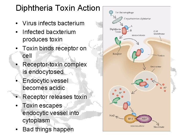 Diphtheria Toxin Action • Virus infects bacterium • Infected bacxterium produces toxin • Toxin