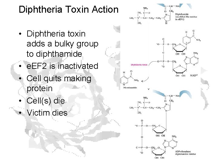 Diphtheria Toxin Action • Diphtheria toxin adds a bulky group to diphthamide • e.