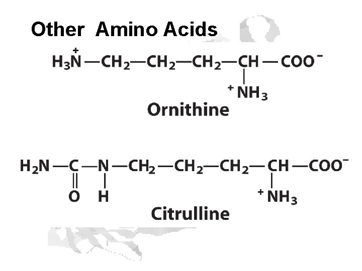 Other Amino Acids 