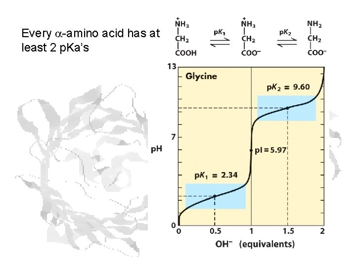 Every a-amino acid has at least 2 p. Ka’s 