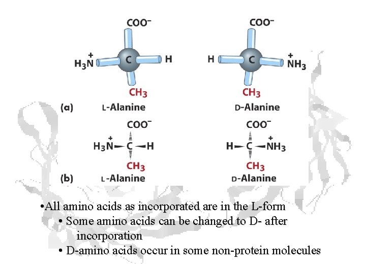  • All amino acids as incorporated are in the L-form • Some amino