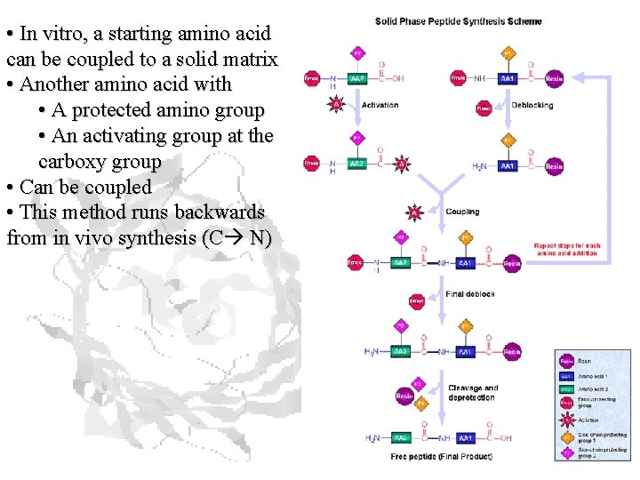  • In vitro, a starting amino acid can be coupled to a solid
