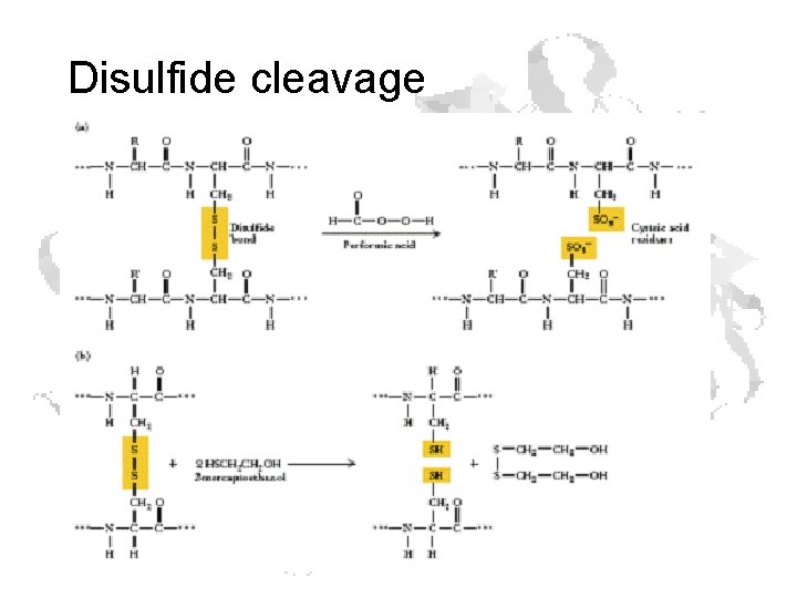 Disulfide cleavage 