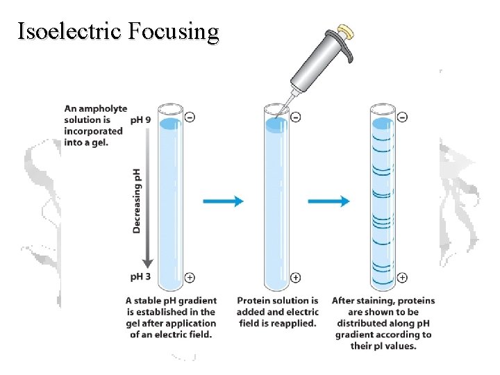 Isoelectric Focusing 