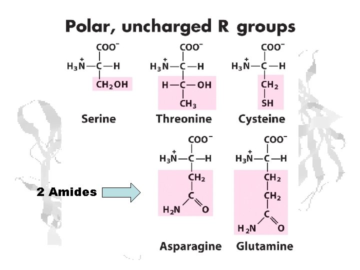 2 Amides 