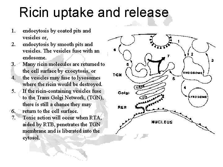 Ricin uptake and release 1. 2. 3. 4. 5. 6. 7. endocytosis by coated