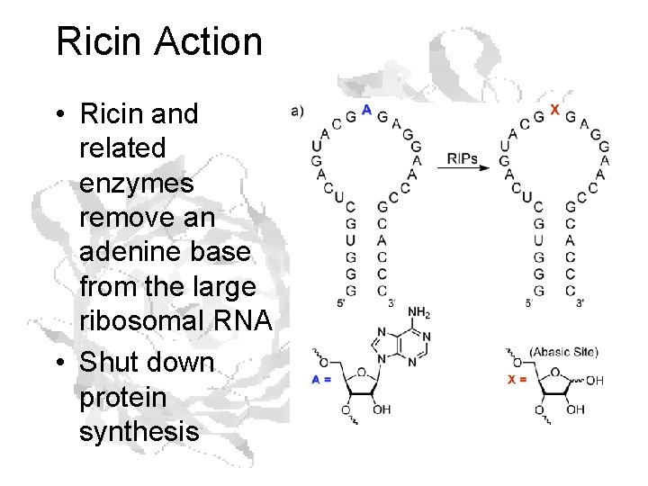 Ricin Action • Ricin and related enzymes remove an adenine base from the large