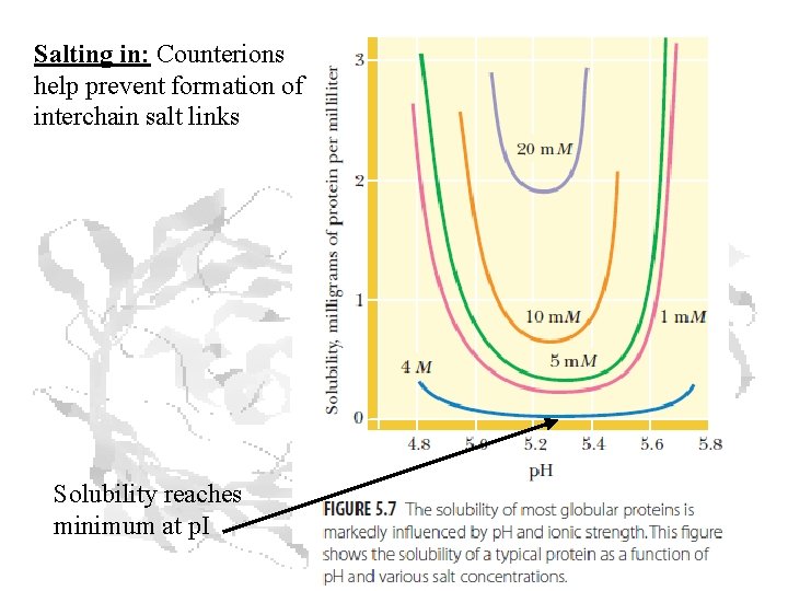 Salting in: Counterions help prevent formation of interchain salt links Solubility reaches minimum at