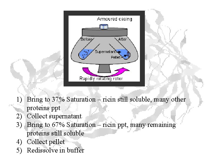 1) Bring to 37% Saturation – ricin still soluble, many other proteins ppt 2)