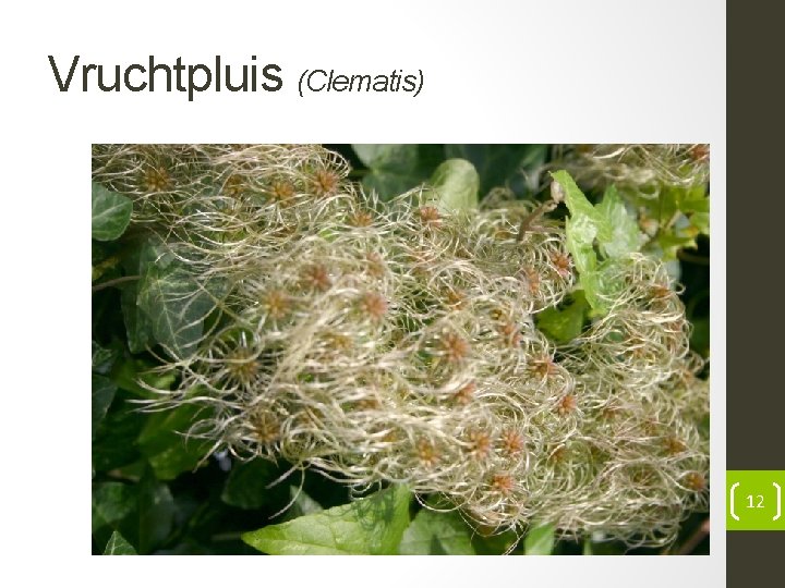 Vruchtpluis (Clematis) 12 