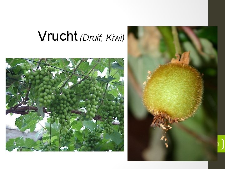 Vrucht (Druif, Kiwi) 13 