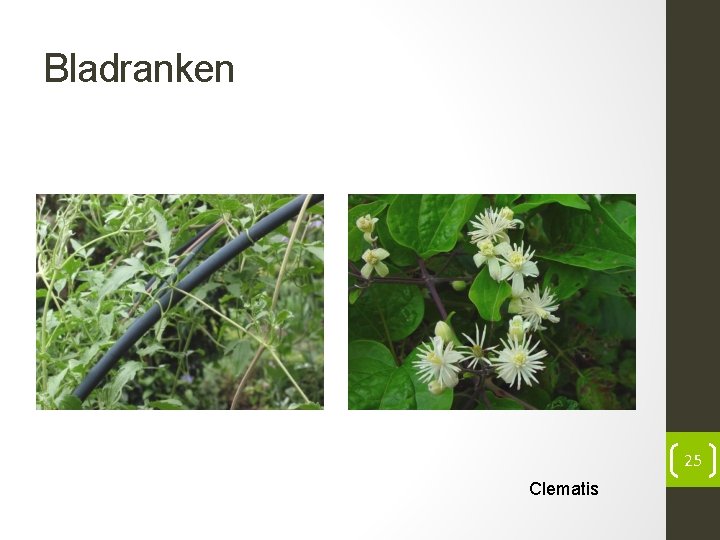 Bladranken 25 Clematis 