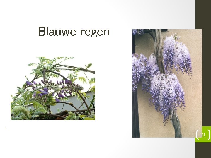 Blauwe regen • 31 