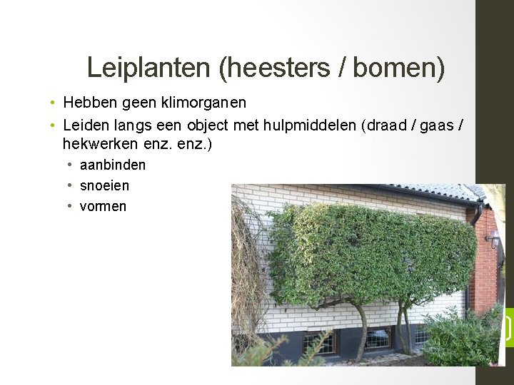 Leiplanten (heesters / bomen) • Hebben geen klimorganen • Leiden langs een object met